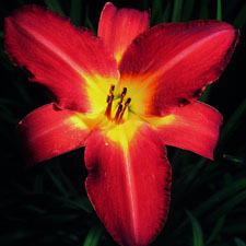 Flame of Freedom (Tet)