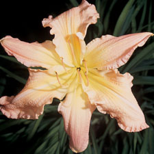 Liberty Grand Lady