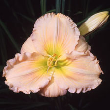 Perfect Peach Glory (PP#10,881)