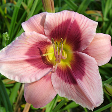 Stella's Pink Valentine (ppaf)