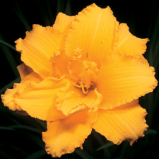 Condilla