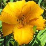 Mary's Gold