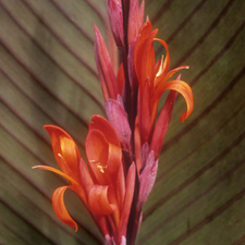 Indica Purpurea