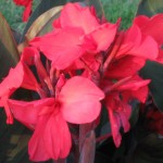 AMD-Galdifloria-cannas