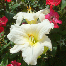 DBB008_LG