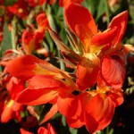 LIBERTY® DWARF LOIS SHUSTER
