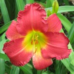 AMD EarlyBird Cardinal Daylily
