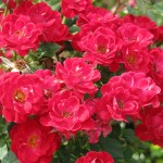 Sunrosa-Red-rose square