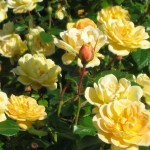 Sunrosa-Yellow-rose